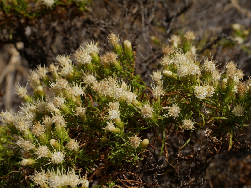 Columbian Goldenbush photo 2