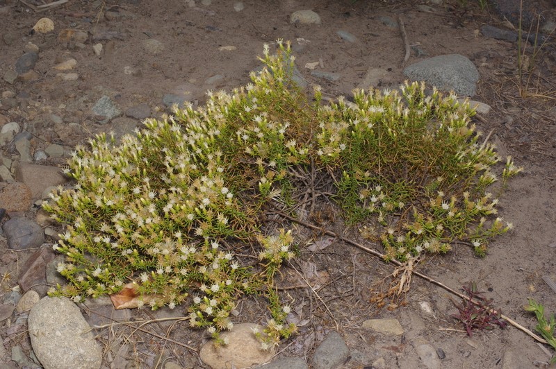 Columbian Goldenbush photo 3