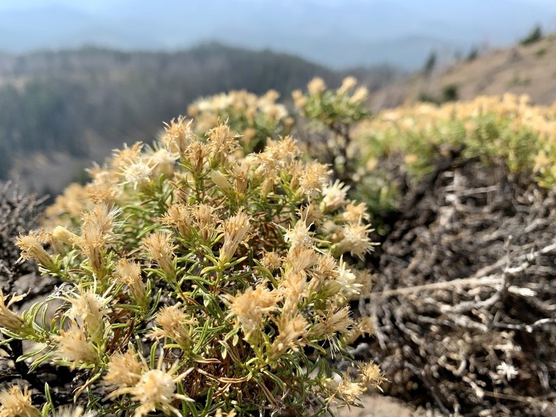 Columbian Goldenbush photo 4