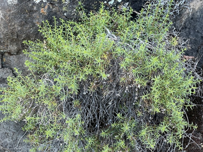 Columbian Goldenbush photo 5