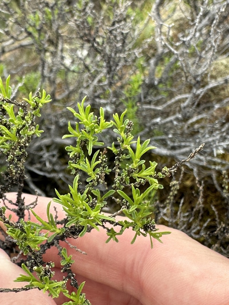 Columbian Goldenbush photo 6