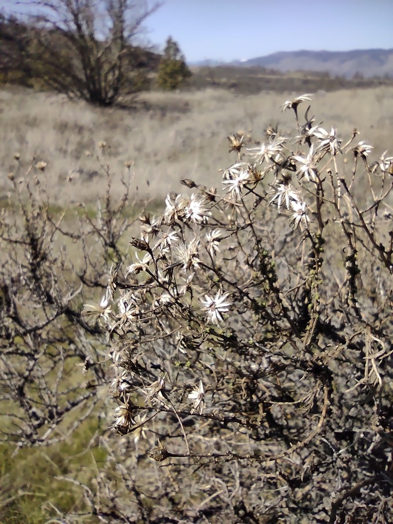 Columbian Goldenbush photo 7