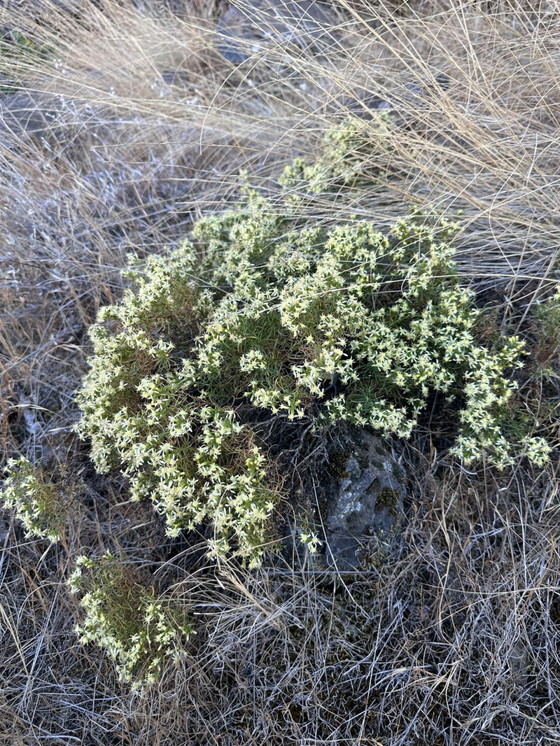 Columbian Goldenbush photo 8