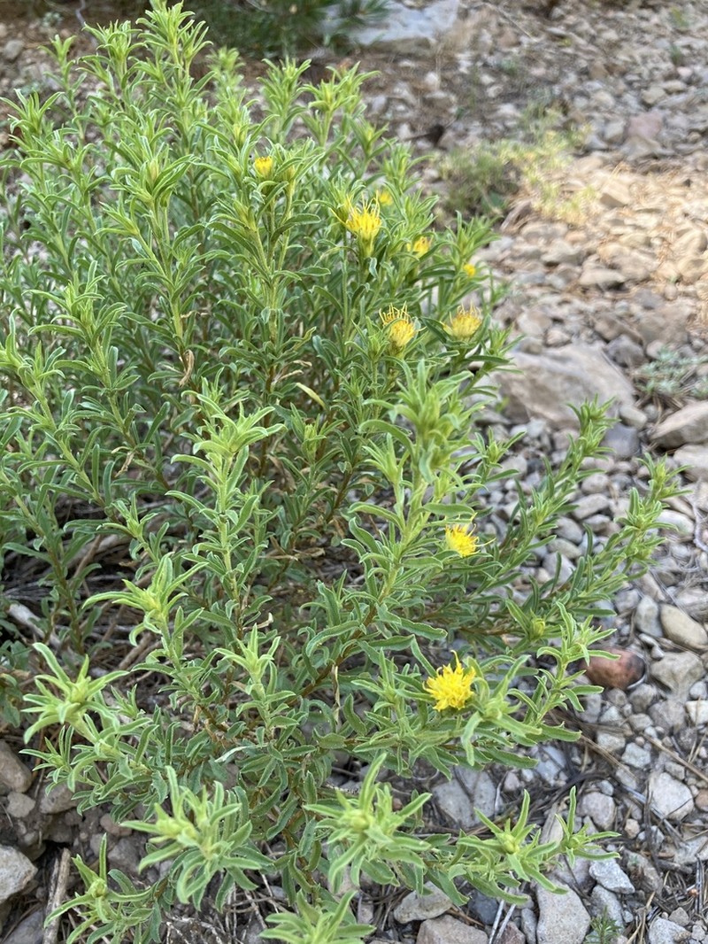 Singlehead Goldenbush
