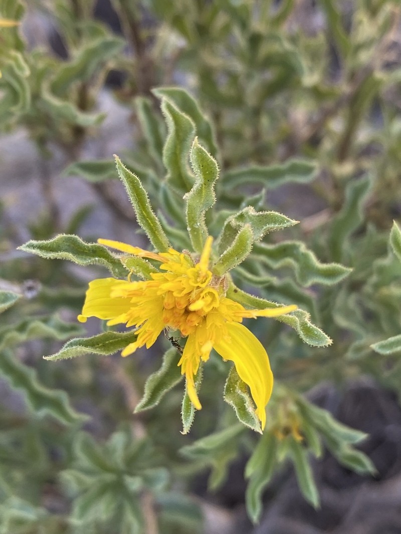 Singlehead Goldenbush photo 2