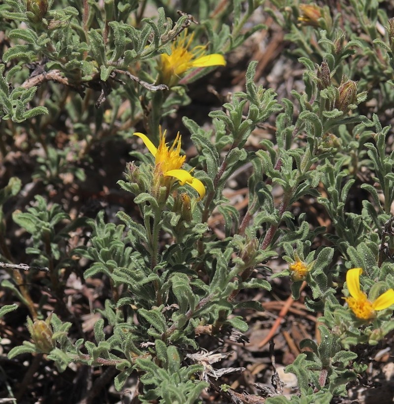 Singlehead Goldenbush photo 3