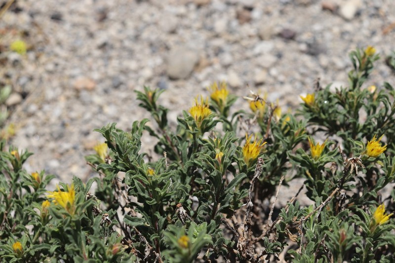 Singlehead Goldenbush photo 4