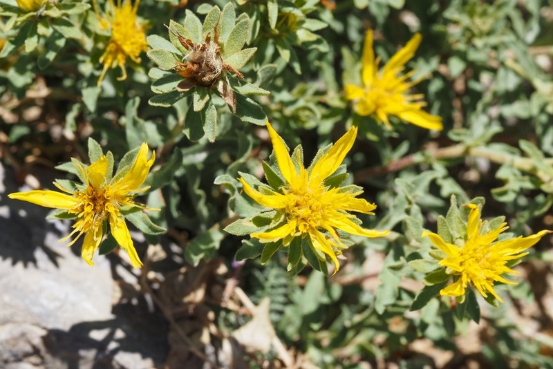 Singlehead Goldenbush photo 5