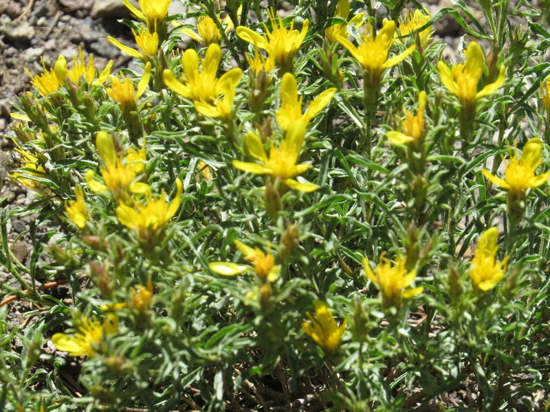 Singlehead Goldenbush photo 6
