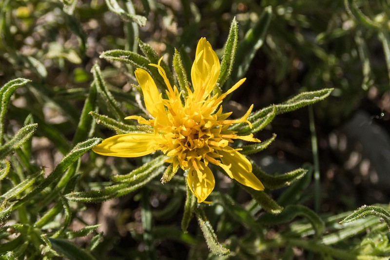 Singlehead Goldenbush photo 7
