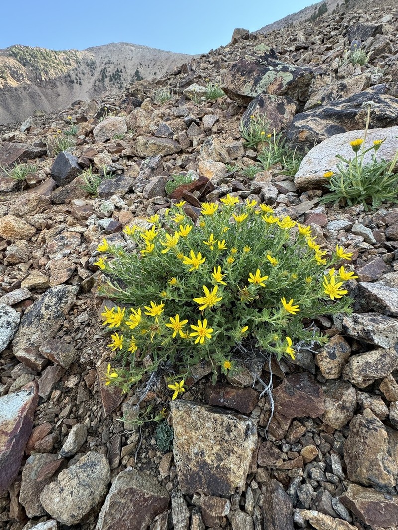 Singlehead Goldenbush photo 8