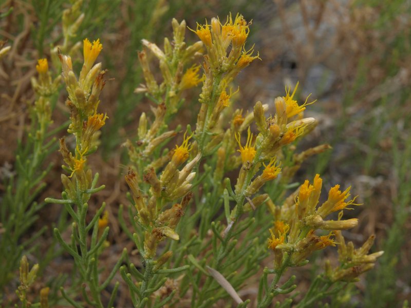 Green Rabbitbrush