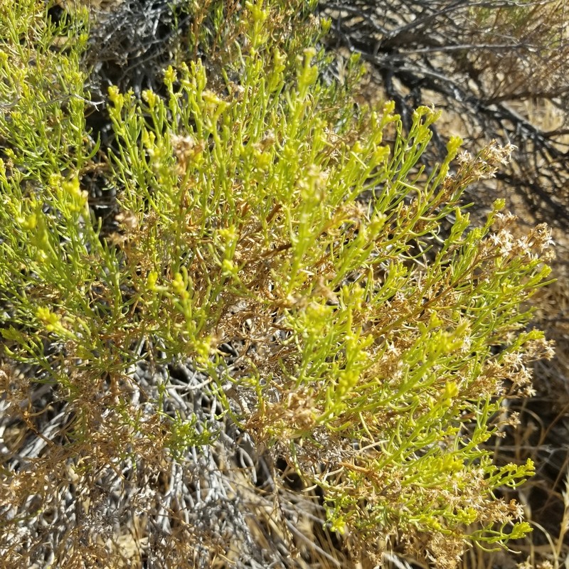 Green Rabbitbrush