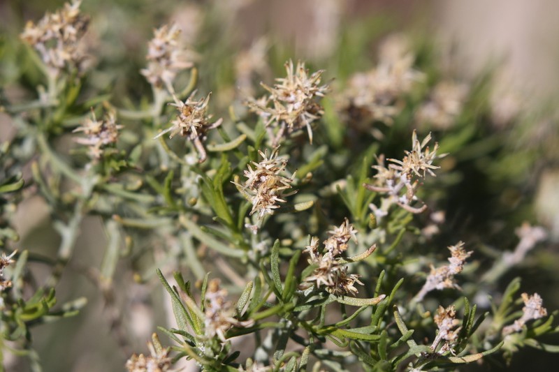 Green Rabbitbrush photo 2