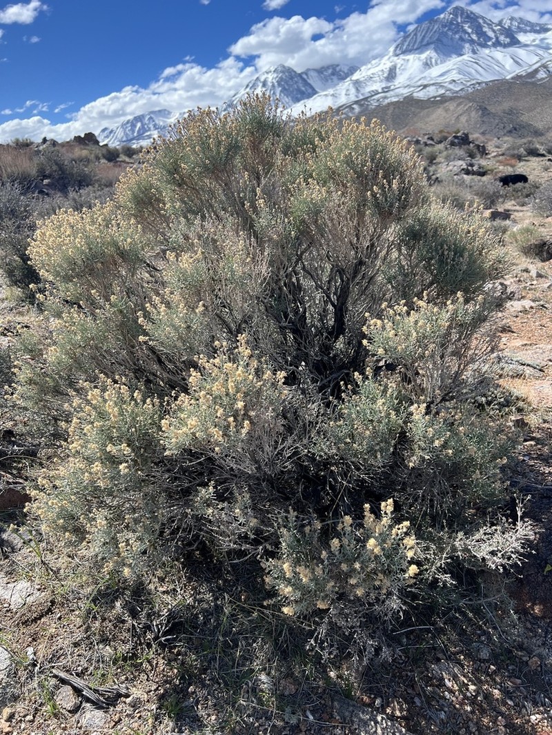 Green Rabbitbrush photo 3