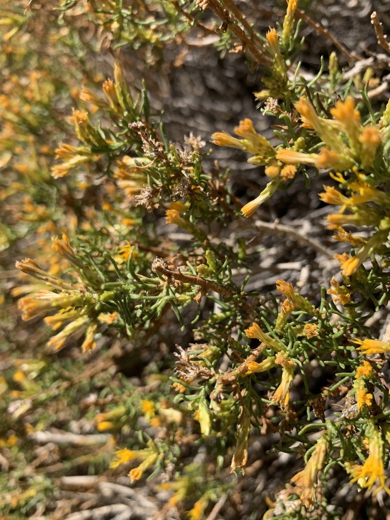 Green Rabbitbrush photo 4