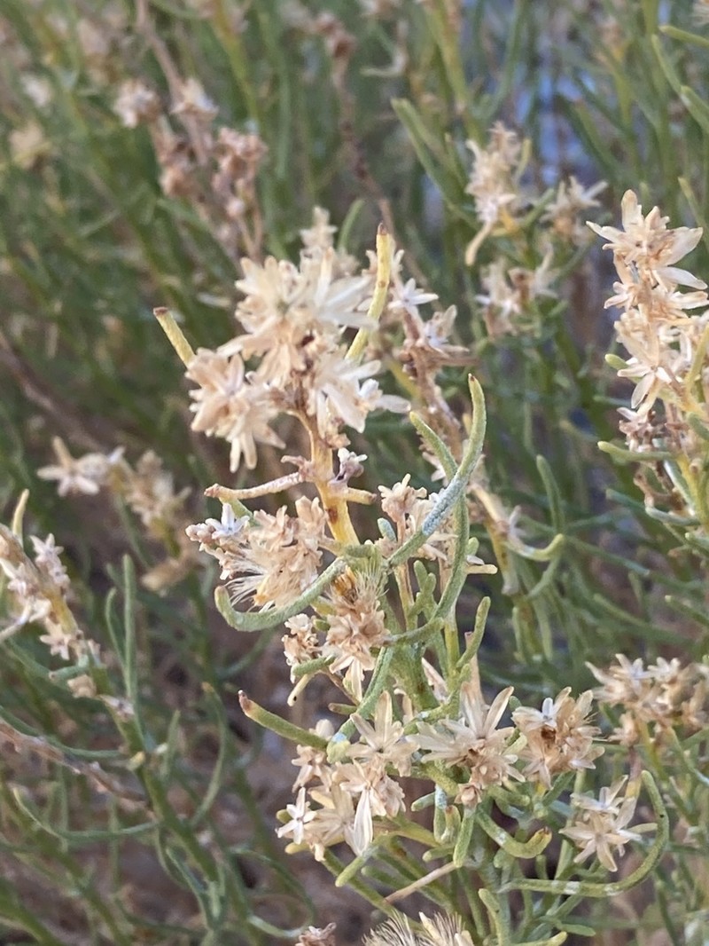 Green Rabbitbrush photo 5