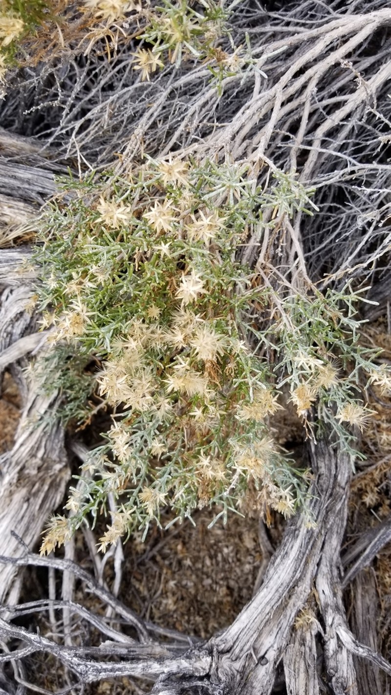 Green Rabbitbrush photo 6