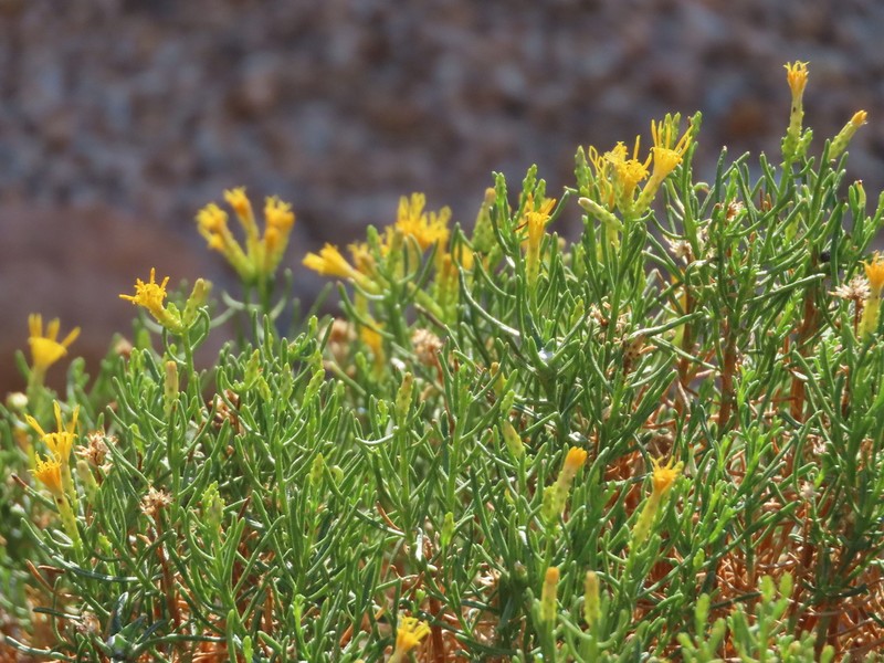 Green Rabbitbrush photo 7