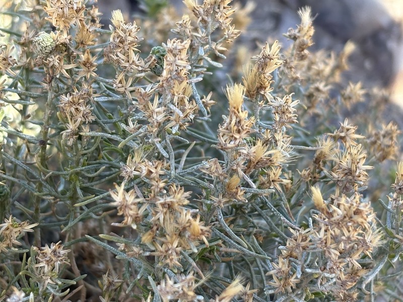 Green Rabbitbrush photo 8