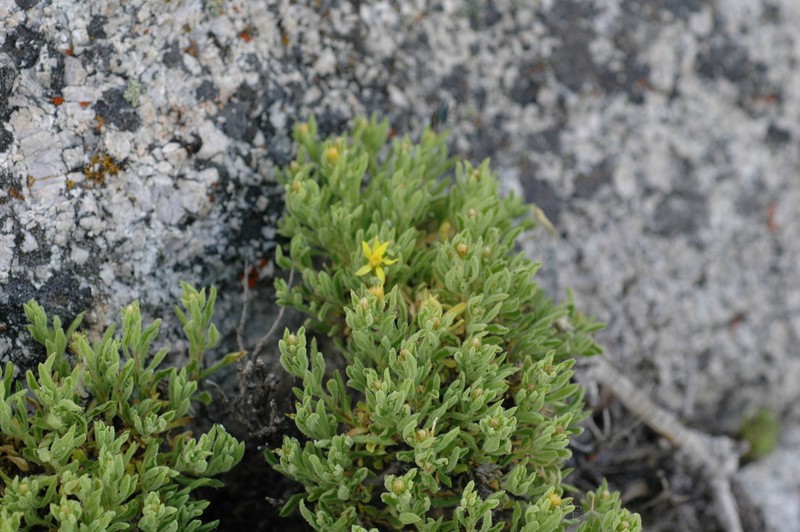 Watson's Goldenbush