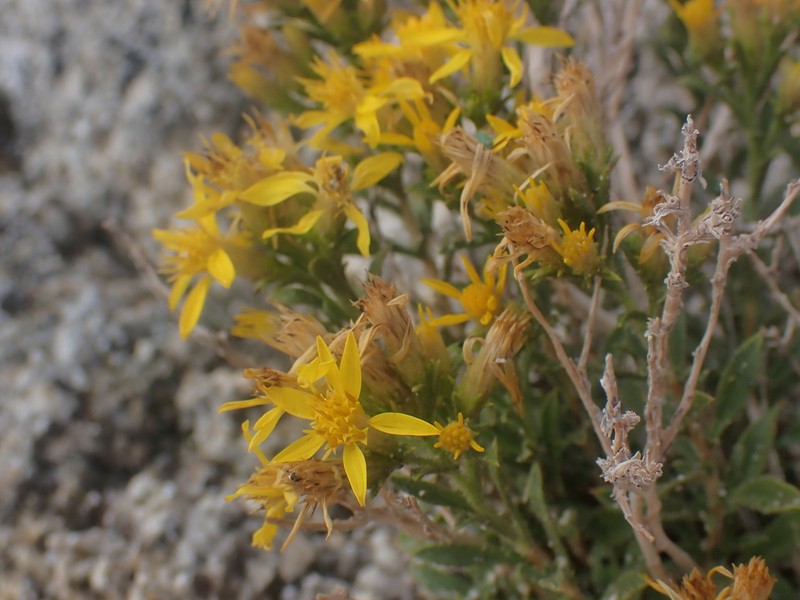 Watson's Goldenbush photo 2