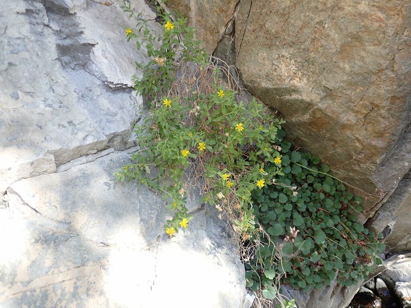 Watson's Goldenbush photo 3