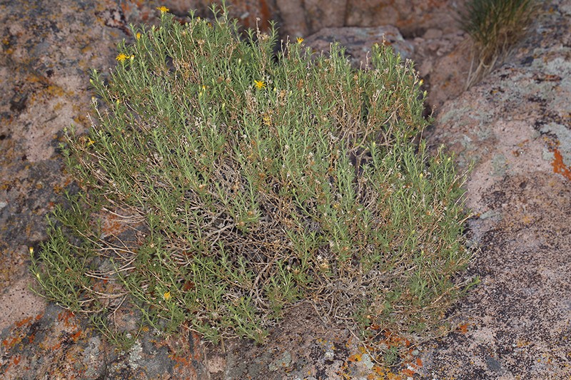 Watson's Goldenbush photo 4