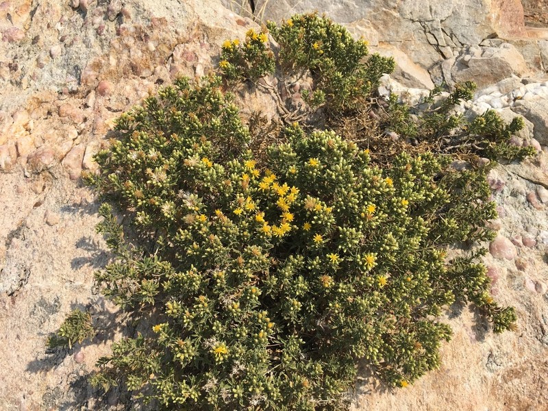 Watson's Goldenbush photo 5