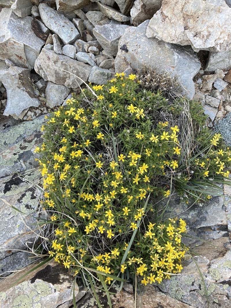 Watson's Goldenbush photo 6