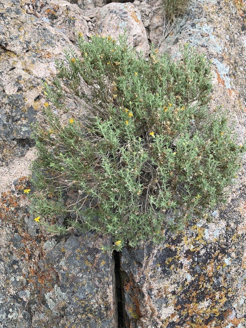 Watson's Goldenbush photo 7