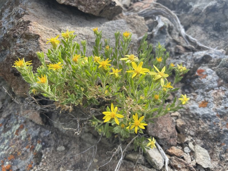 Watson's Goldenbush photo 8