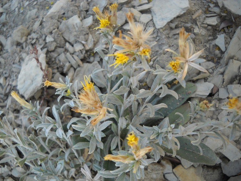 Ericameria winwardii