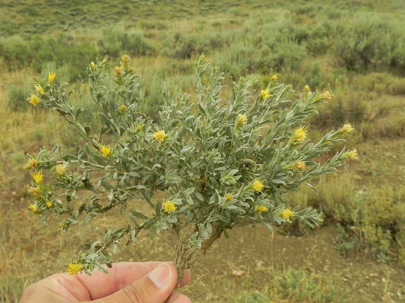 Ericameria winwardii photo 2