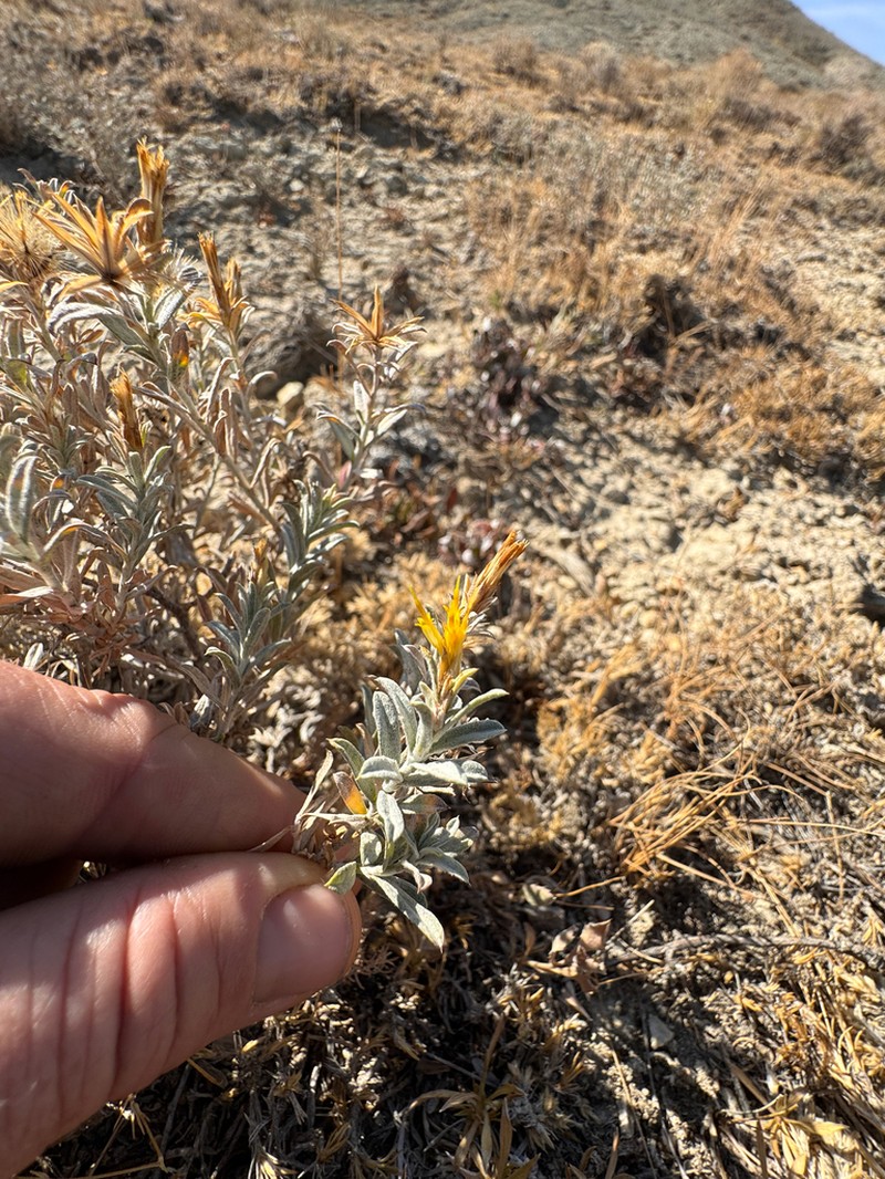 Ericameria winwardii photo 4