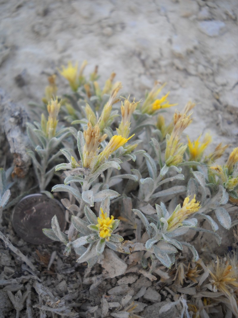 Ericameria winwardii photo 6