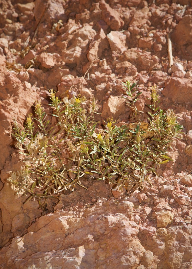 Subalpine Goldenbush
