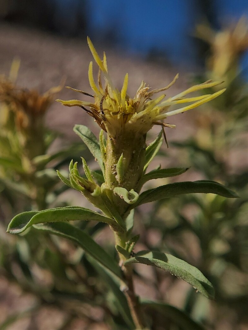 Subalpine Goldenbush photo 2