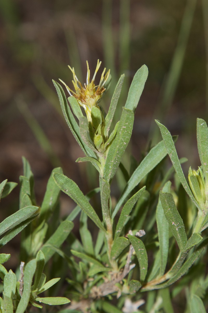 Subalpine Goldenbush photo 3