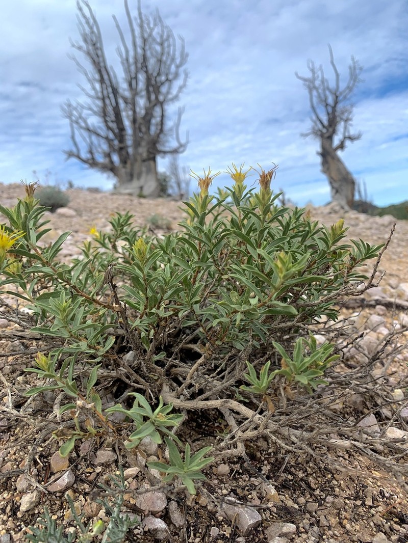 Subalpine Goldenbush photo 4