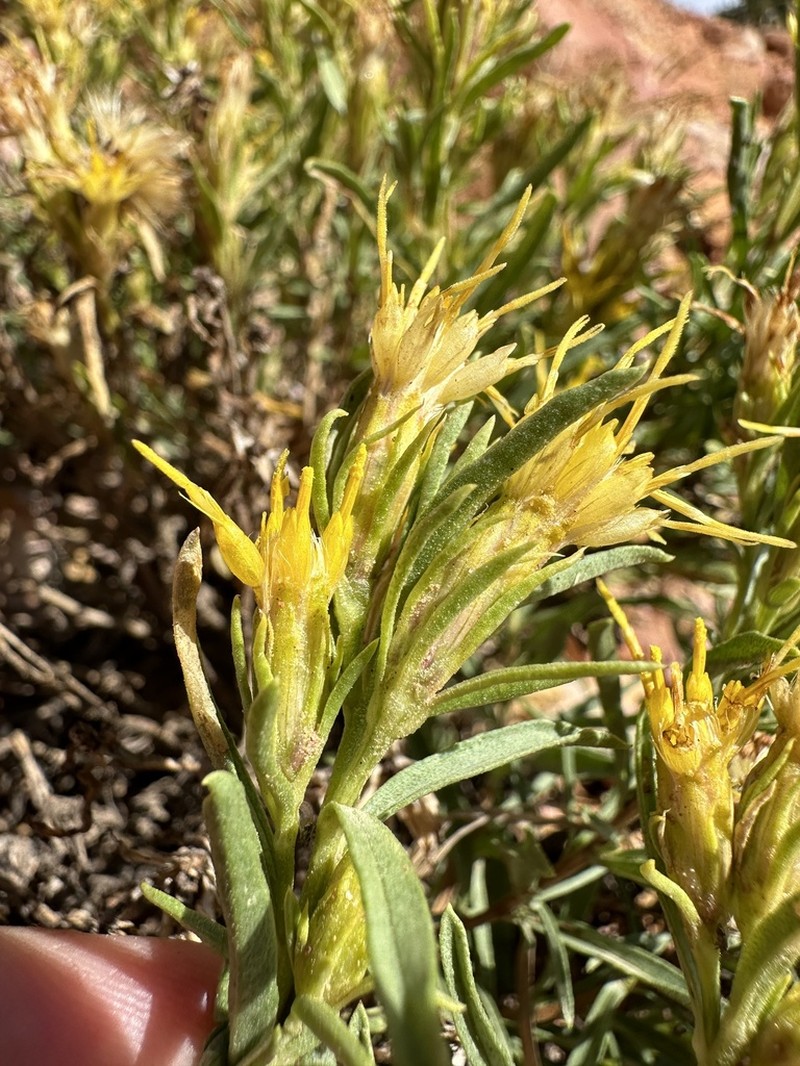Subalpine Goldenbush photo 5