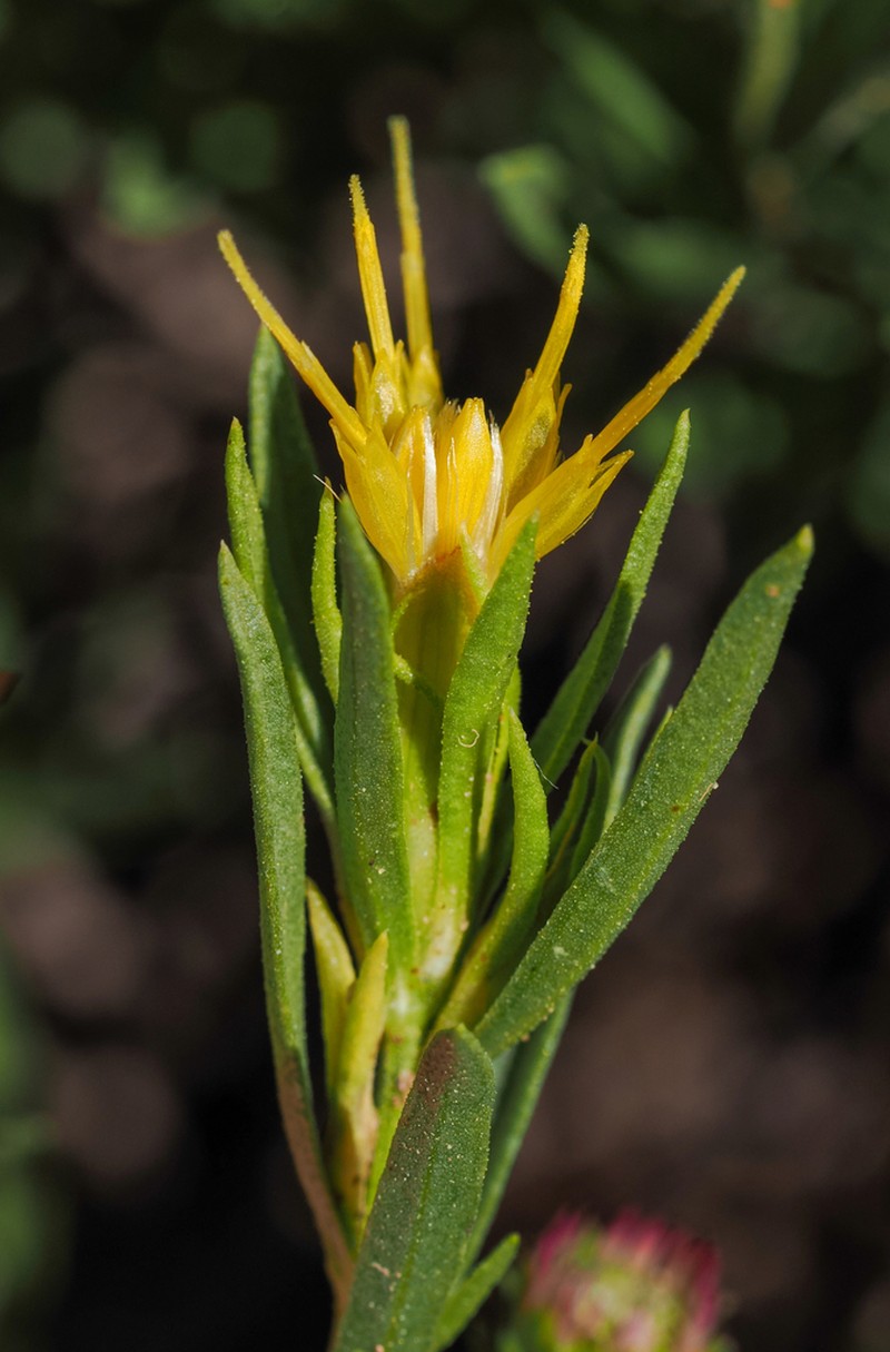Subalpine Goldenbush photo 6