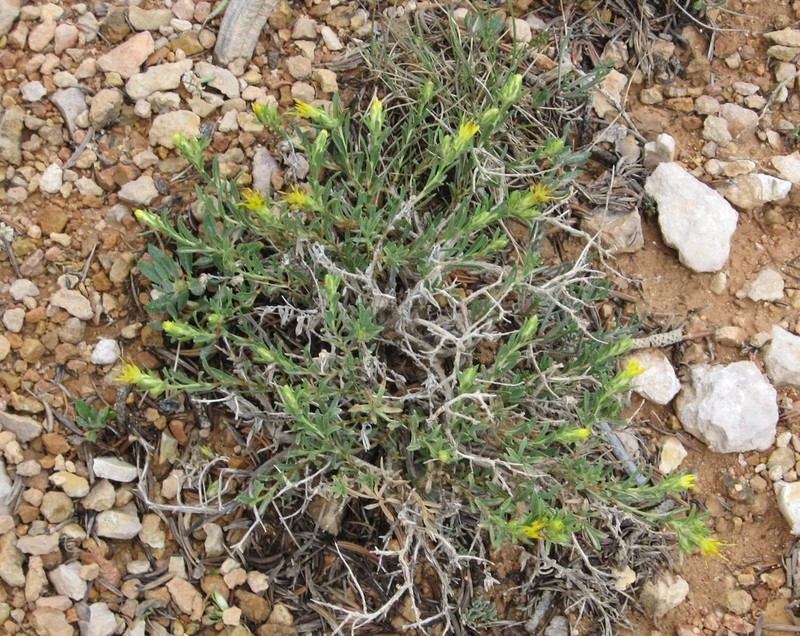 Subalpine Goldenbush photo 7