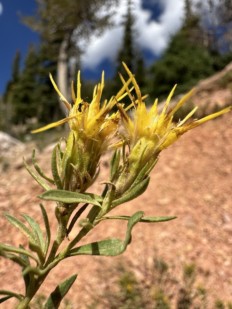 Subalpine Goldenbush photo 8