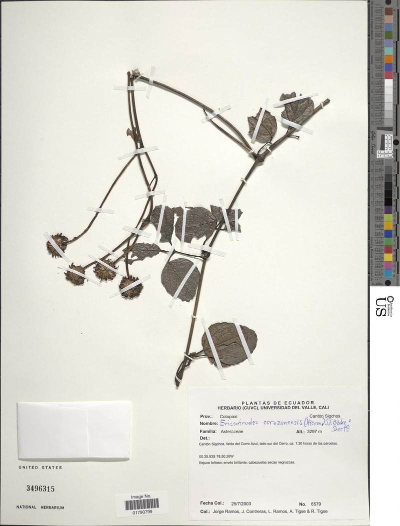 Ericentrodea corazonensis