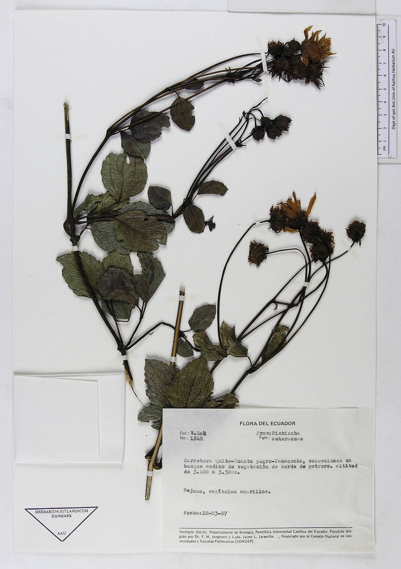 Ericentrodea corazonensis photo 2