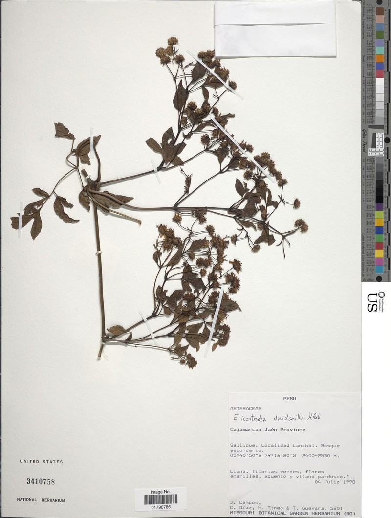 Ericentrodea davidsmithii