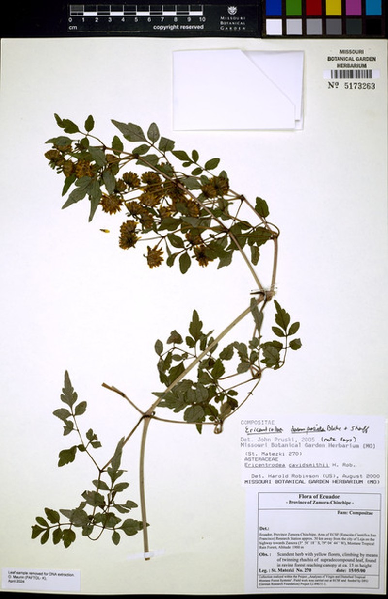 Ericentrodea decomposita