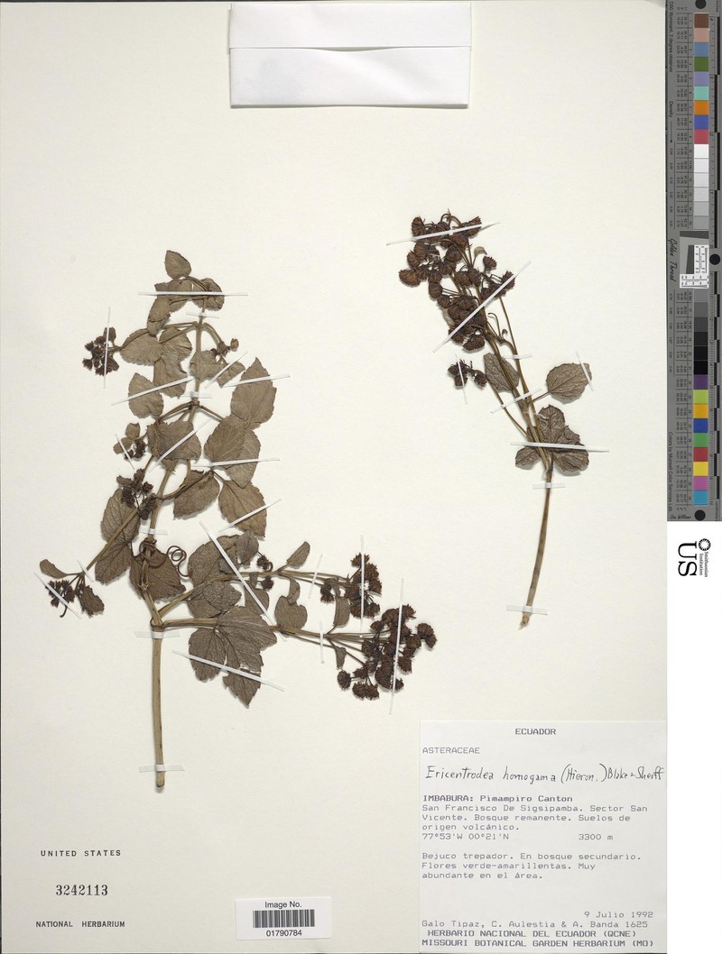 Ericentrodea homogama