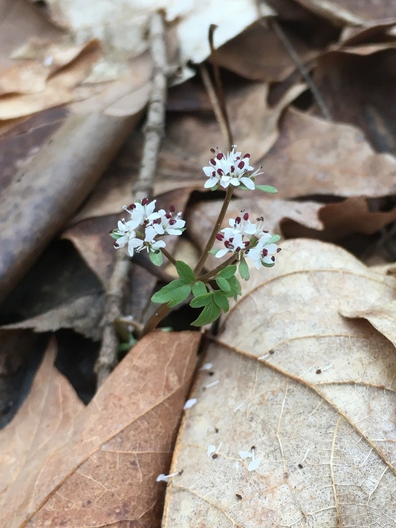 Harbinger Of Spring
